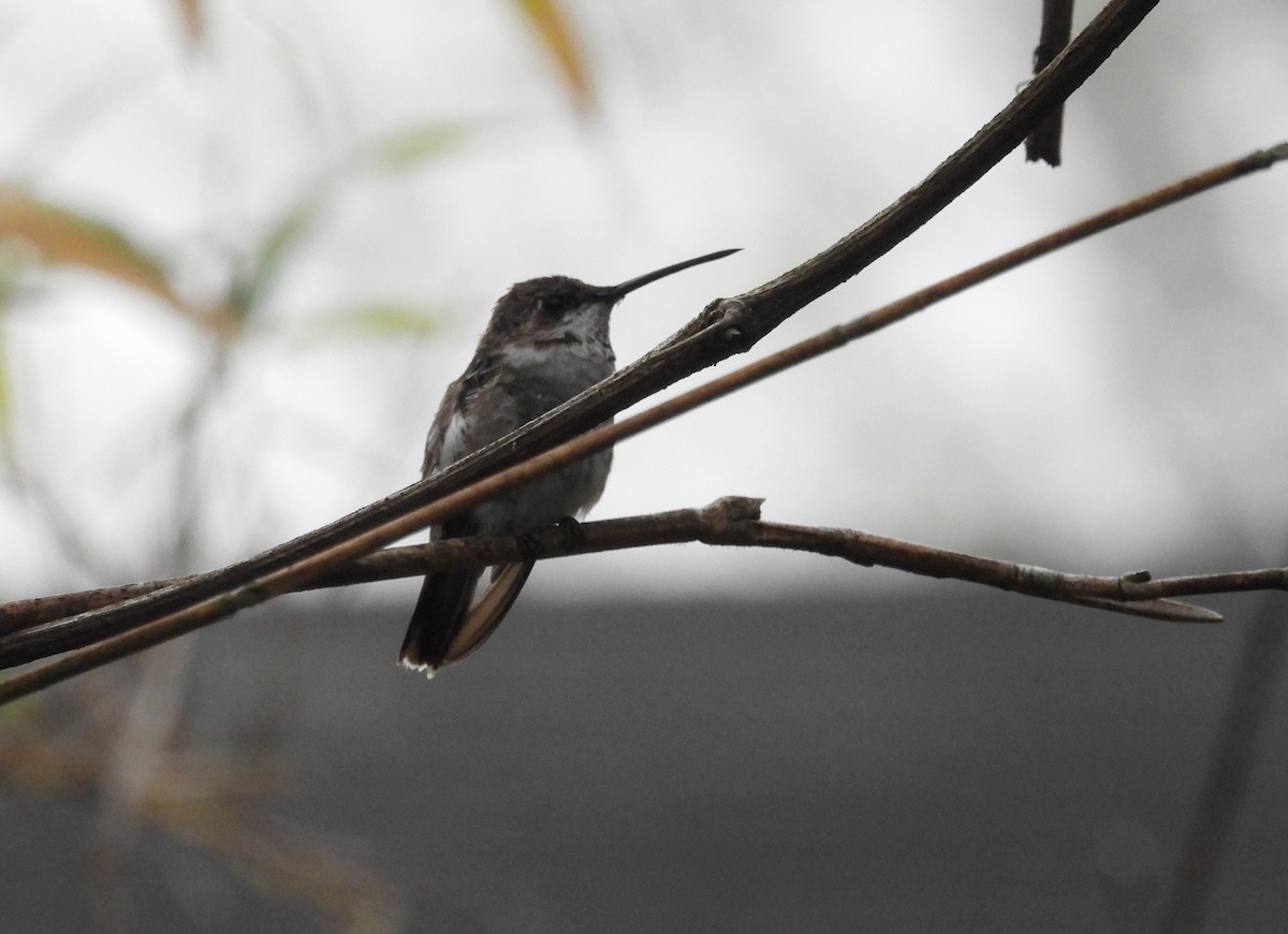 Black-chinned Hummingbird - ML615795113