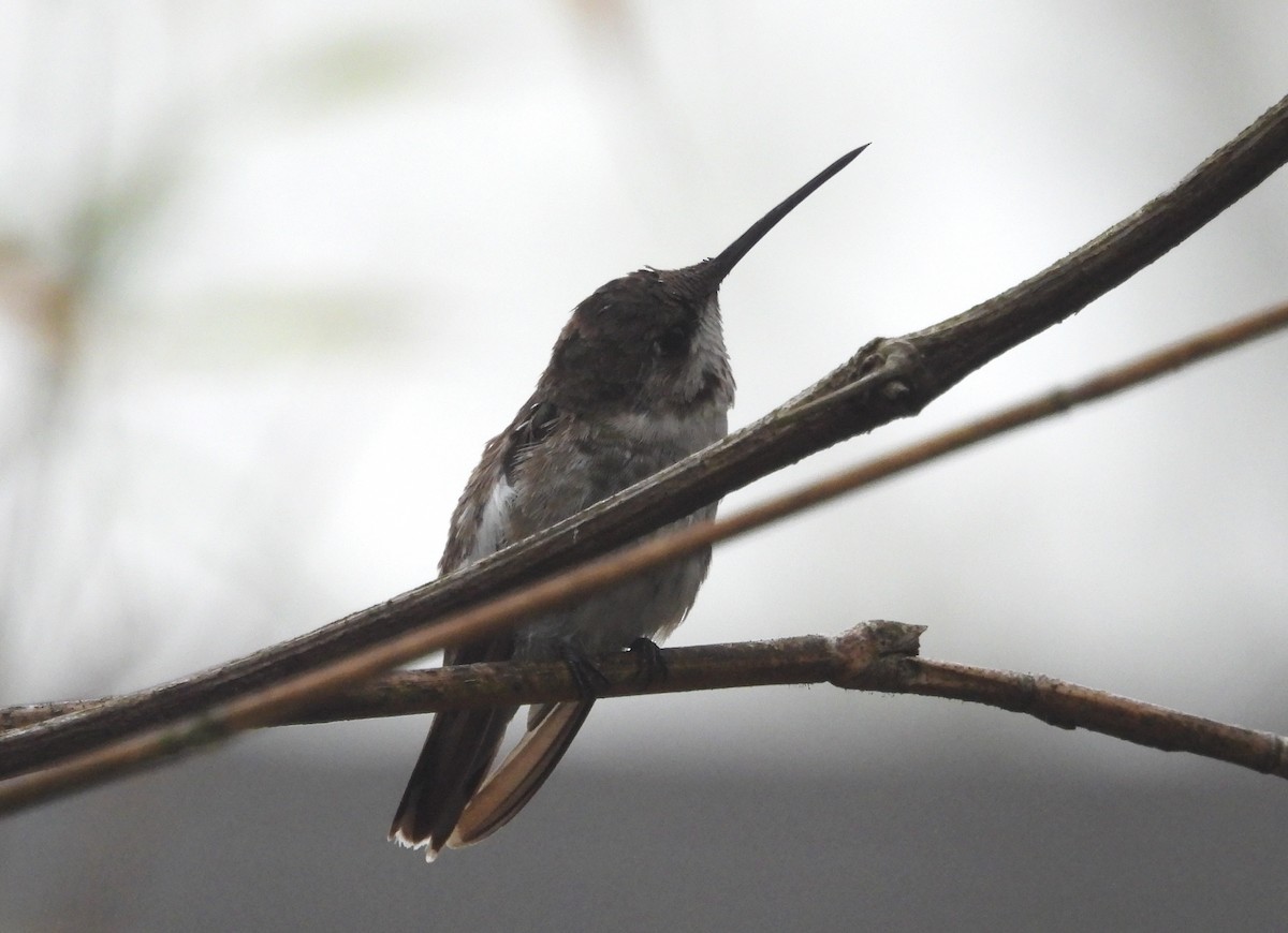Black-chinned Hummingbird - ML615795114