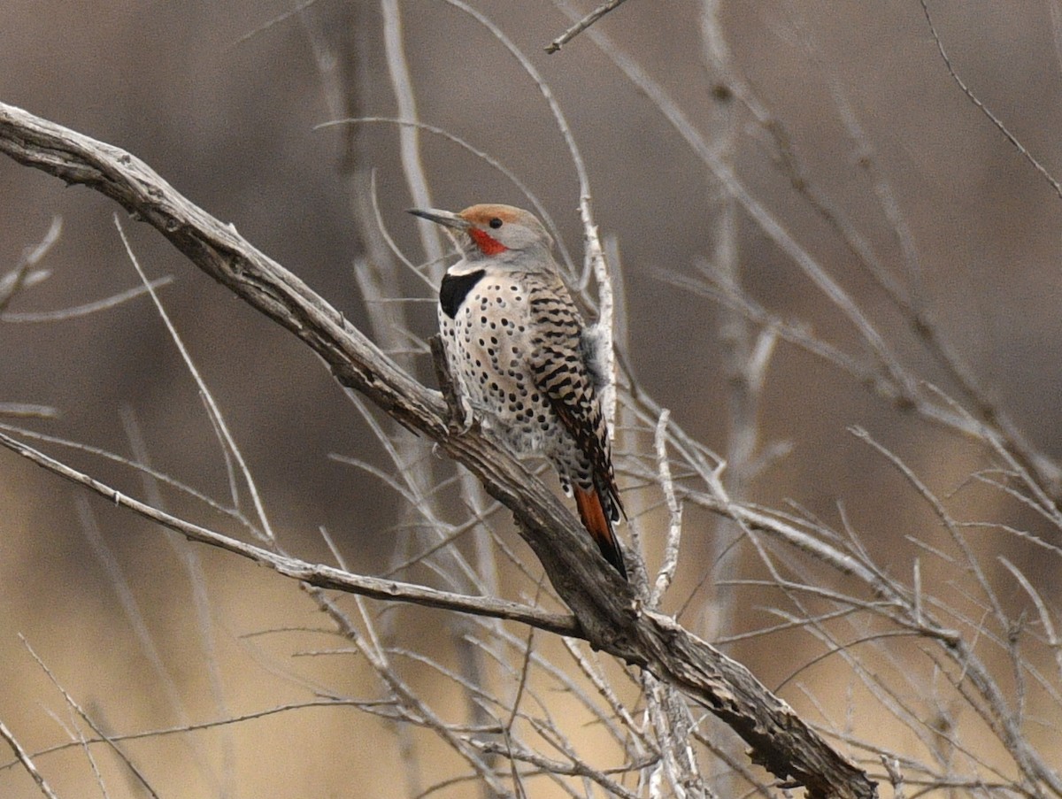 Northern Flicker (Red-shafted) - ML615795136