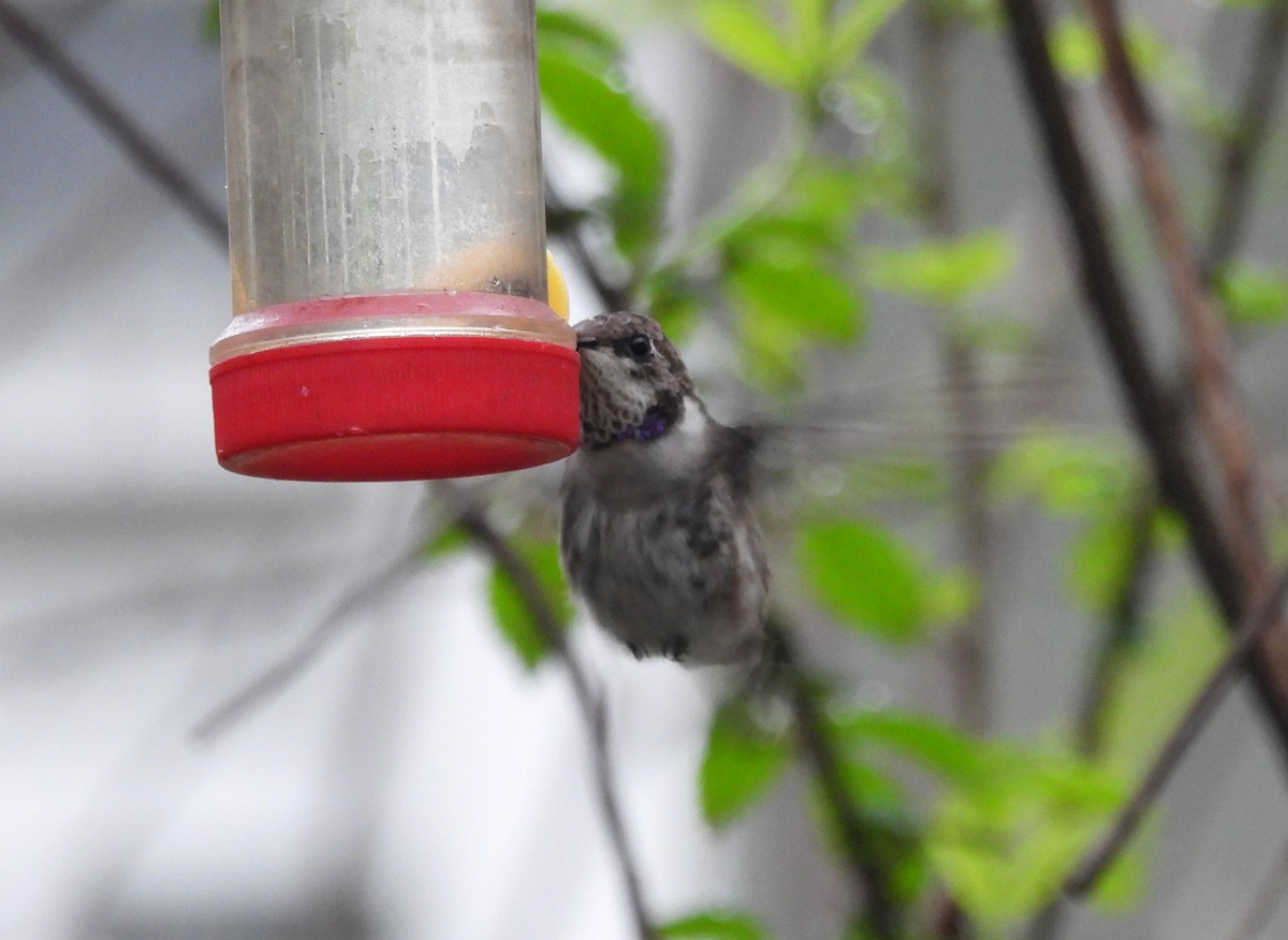 Black-chinned Hummingbird - ML615795141