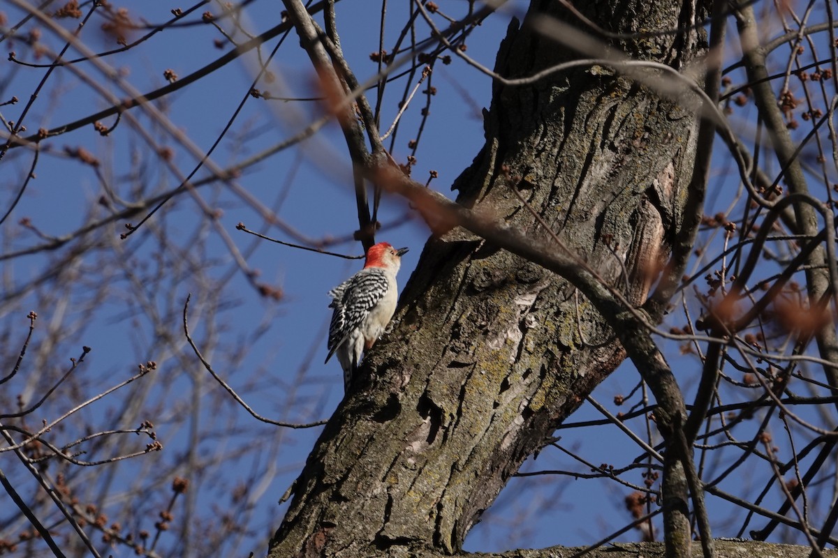 Red-bellied Woodpecker - ML615795182