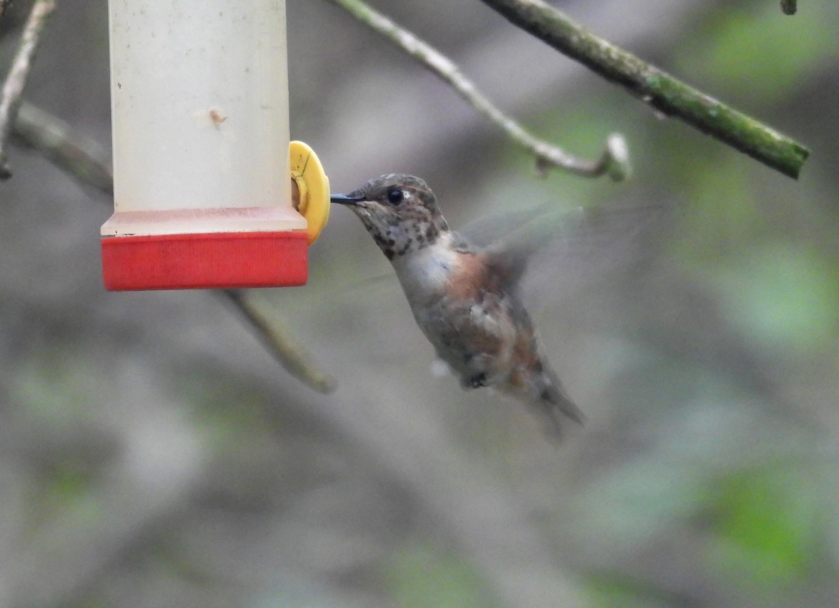 Rufous Hummingbird - ML615795221