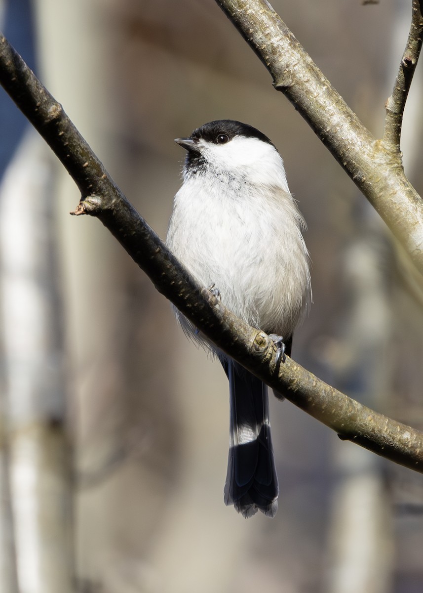 Willow Tit (Willow) - Nathaniel Dargue