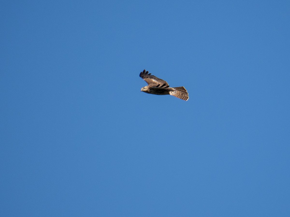 Red-tailed Hawk (calurus/alascensis) - Caitlin Chock