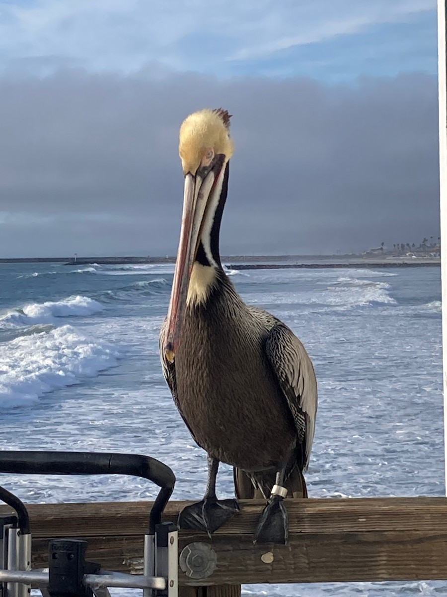 Brown Pelican (California) - ML615795504