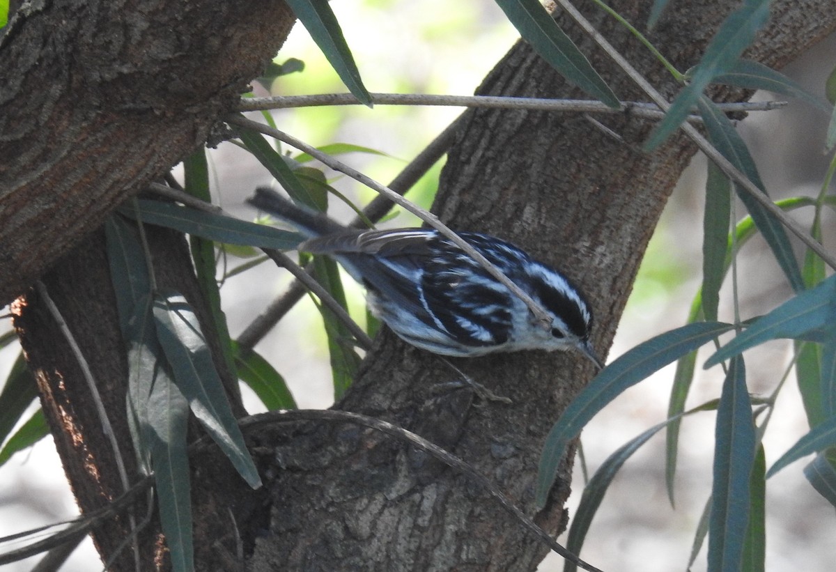 Black-and-white Warbler - ML615795615