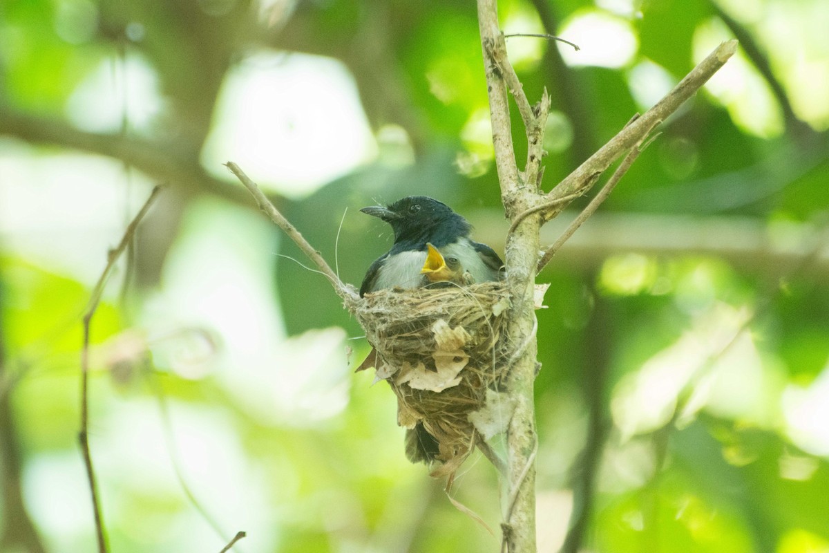 Blue-headed Crested Flycatcher - Liam Charlton
