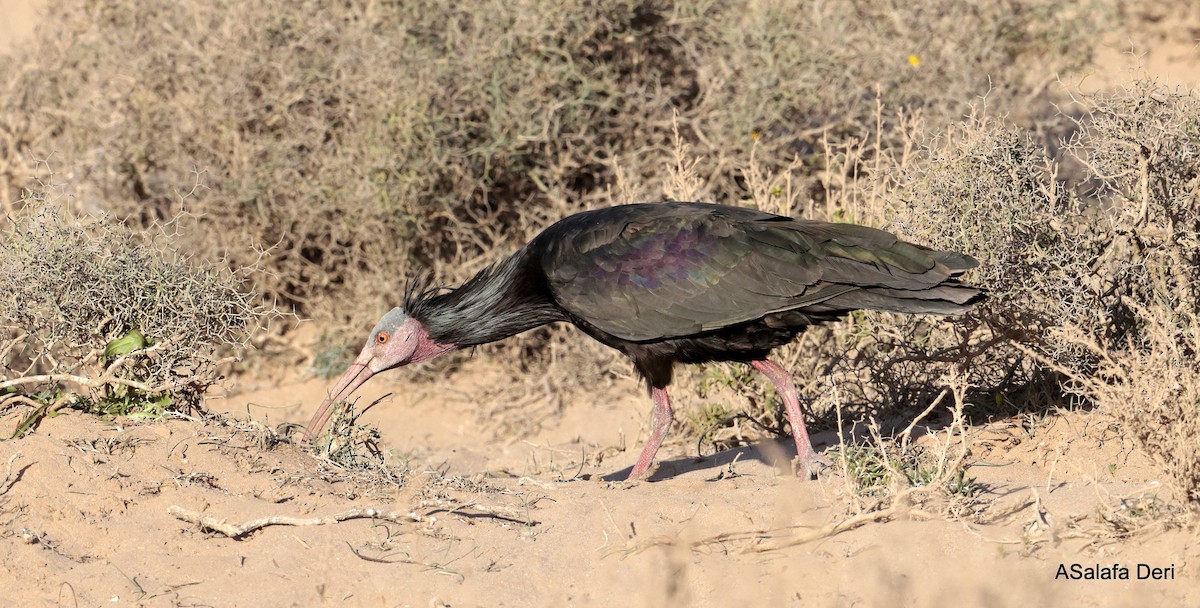 ibis skalní - ML615795674