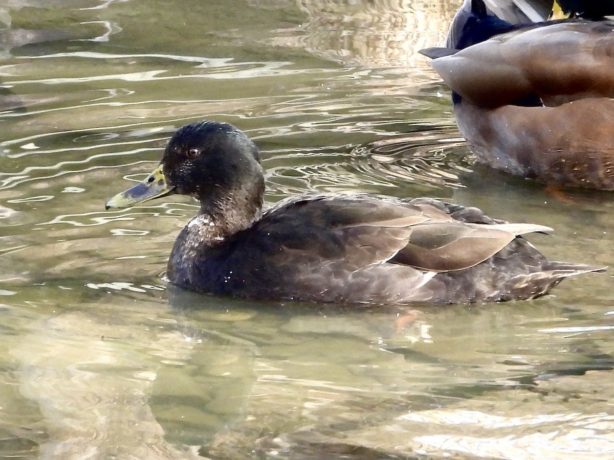 Mallard x American Black Duck (hybrid) - ML615795689