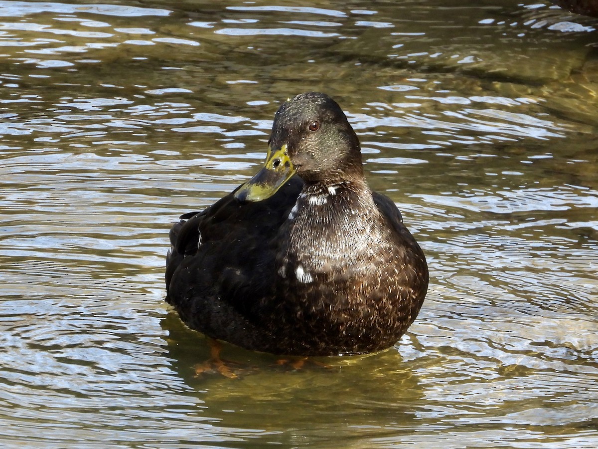 Mallard x American Black Duck (hybrid) - ML615795690