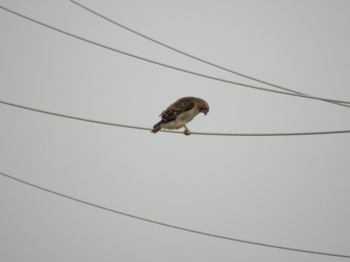 Red-tailed Hawk - ML615796138