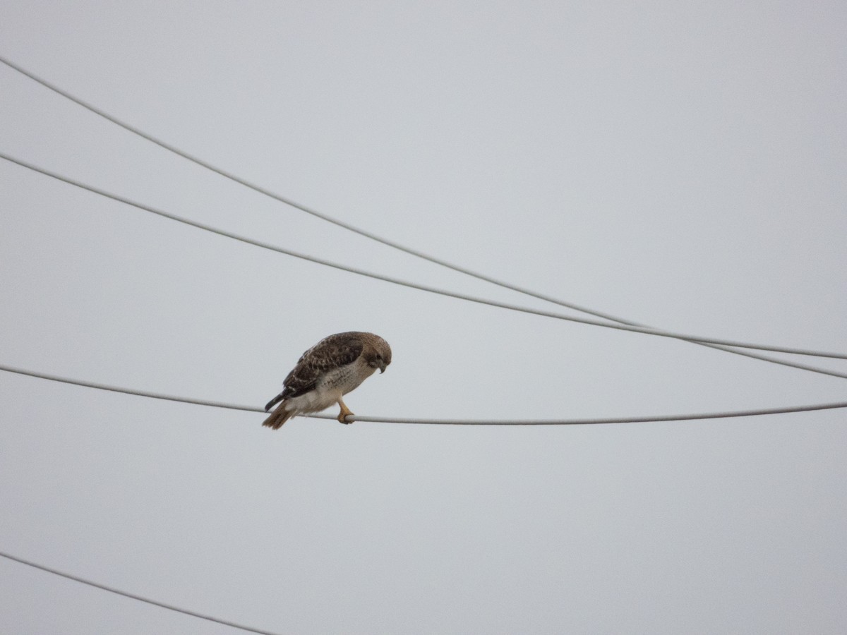 Red-tailed Hawk - ML615796140