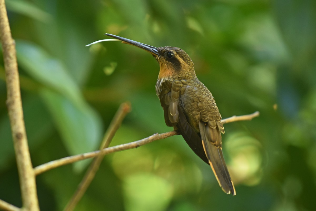 kolibřík pilozobý - ML615796165