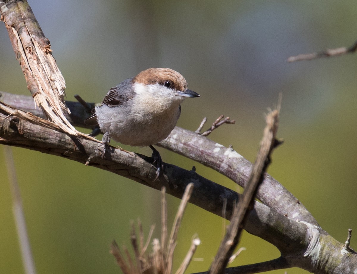 Brown-headed Nuthatch - ML615796245