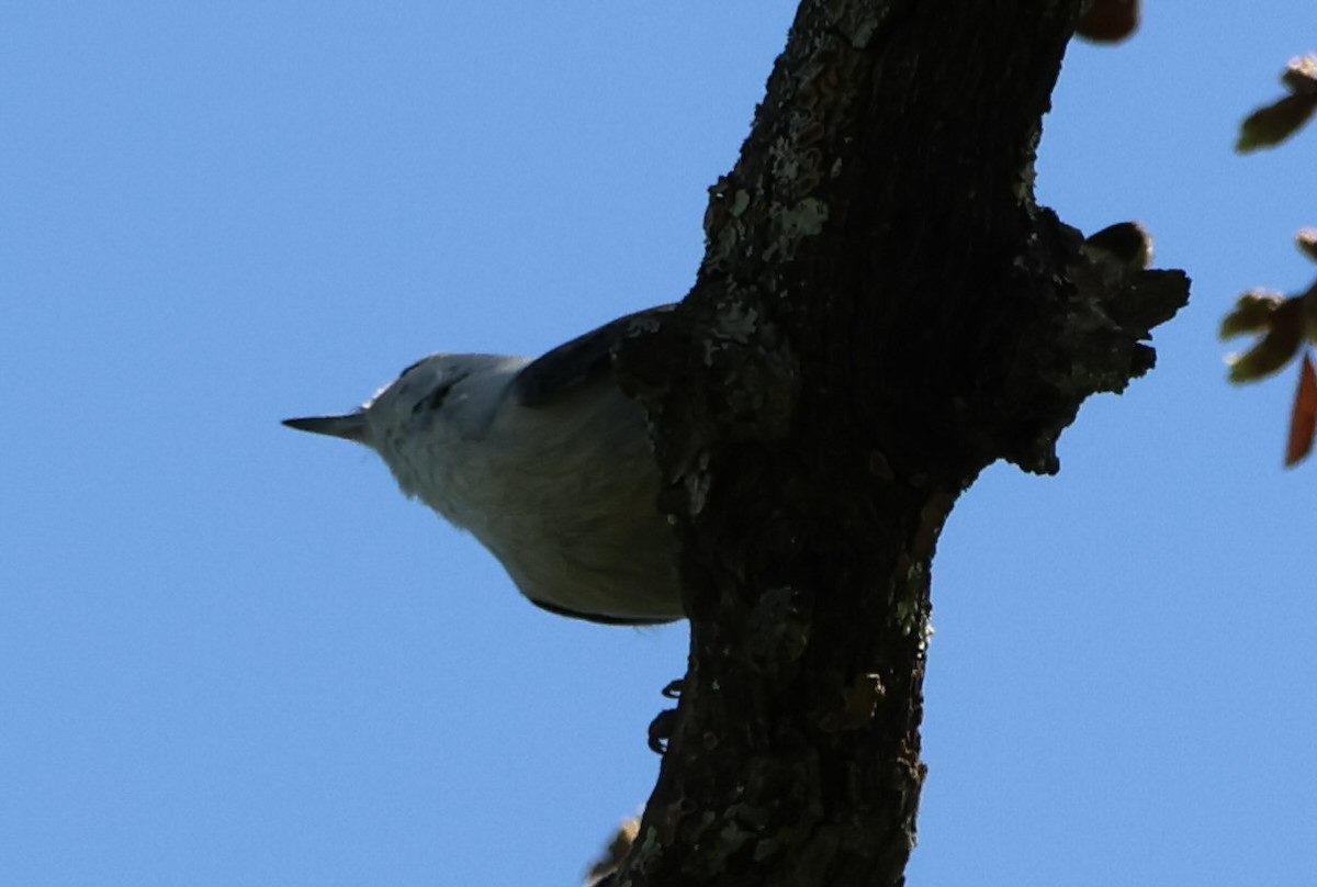 White-breasted Nuthatch - ML615796261