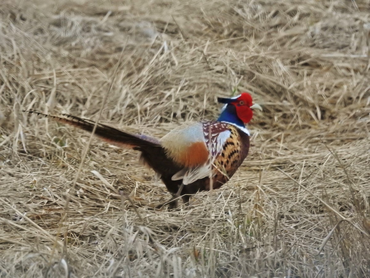Ring-necked Pheasant - ML615796304