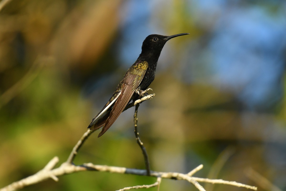 kolibřík černobílý - ML615796539