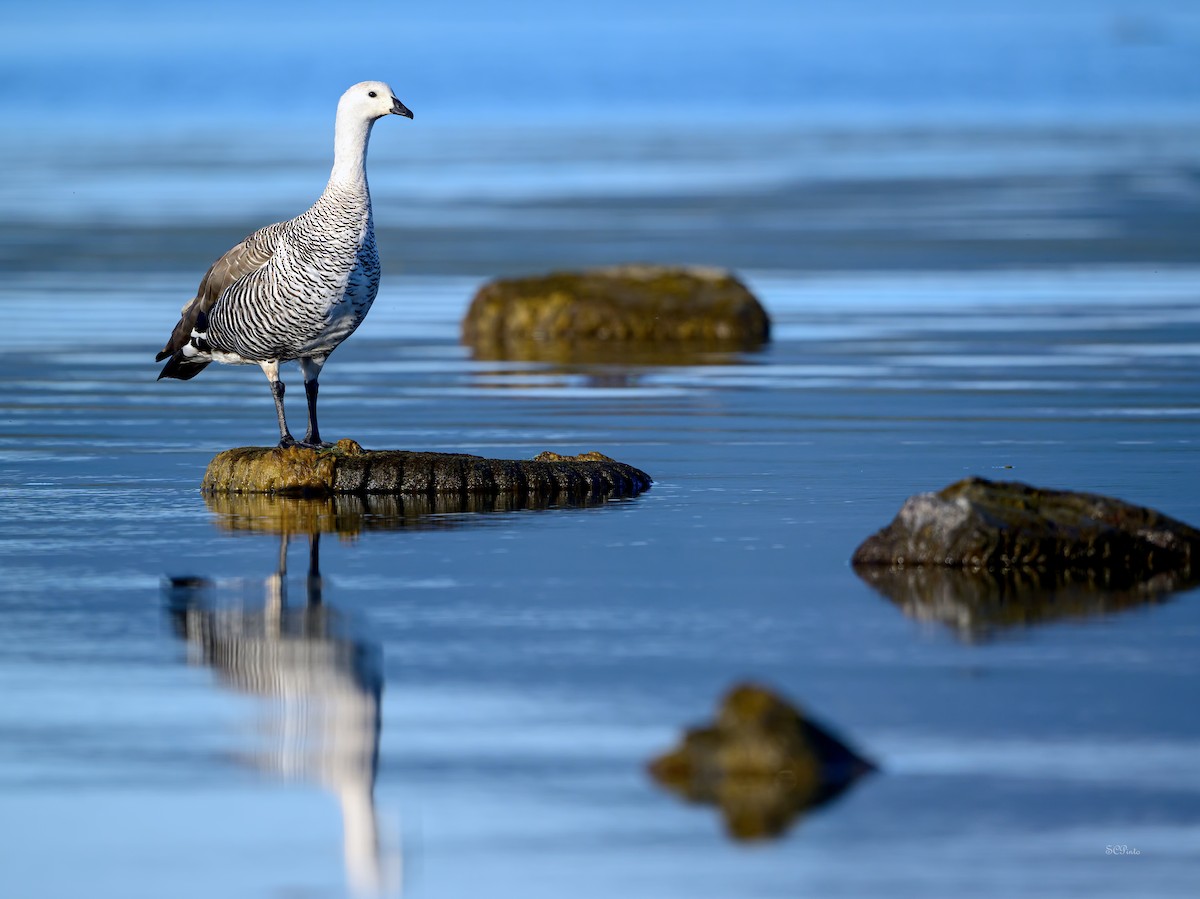 Upland Goose (Bar-breasted) - Shailesh Pinto