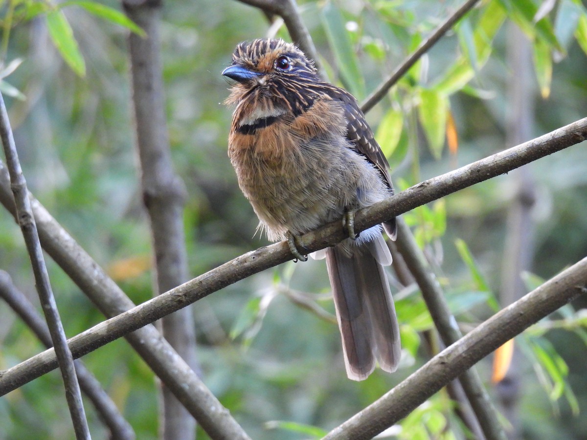 Crescent-chested Puffbird (Greater) - ML615796726