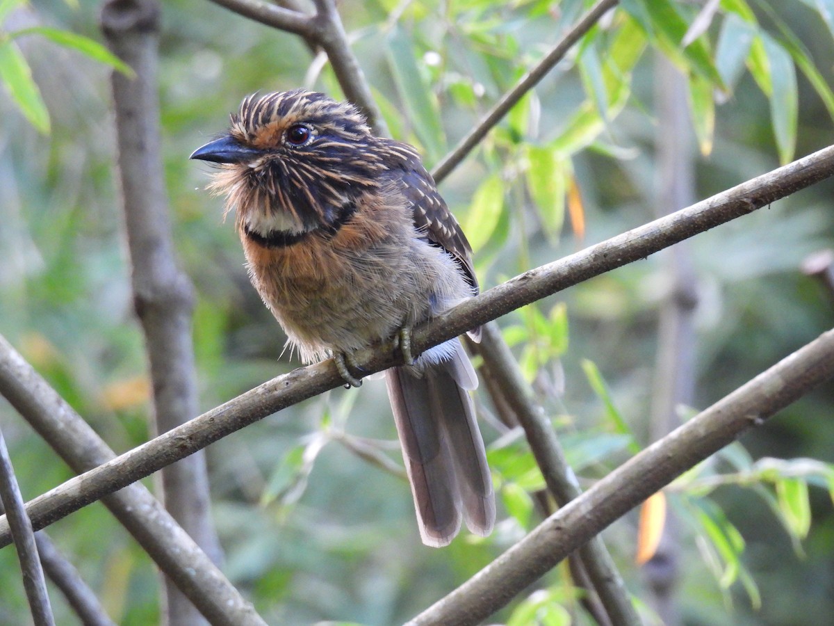 Crescent-chested Puffbird (Greater) - ML615796727