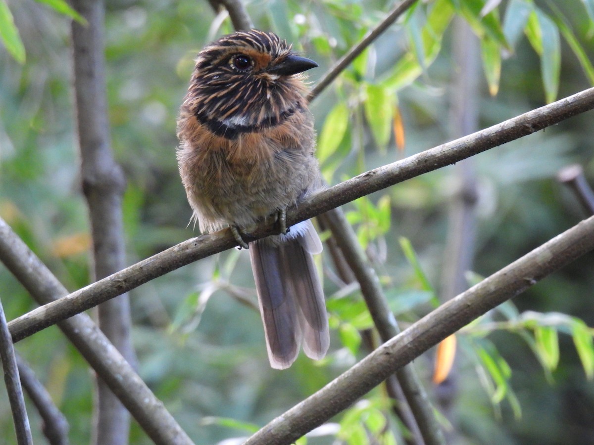 Crescent-chested Puffbird (Greater) - ML615796728