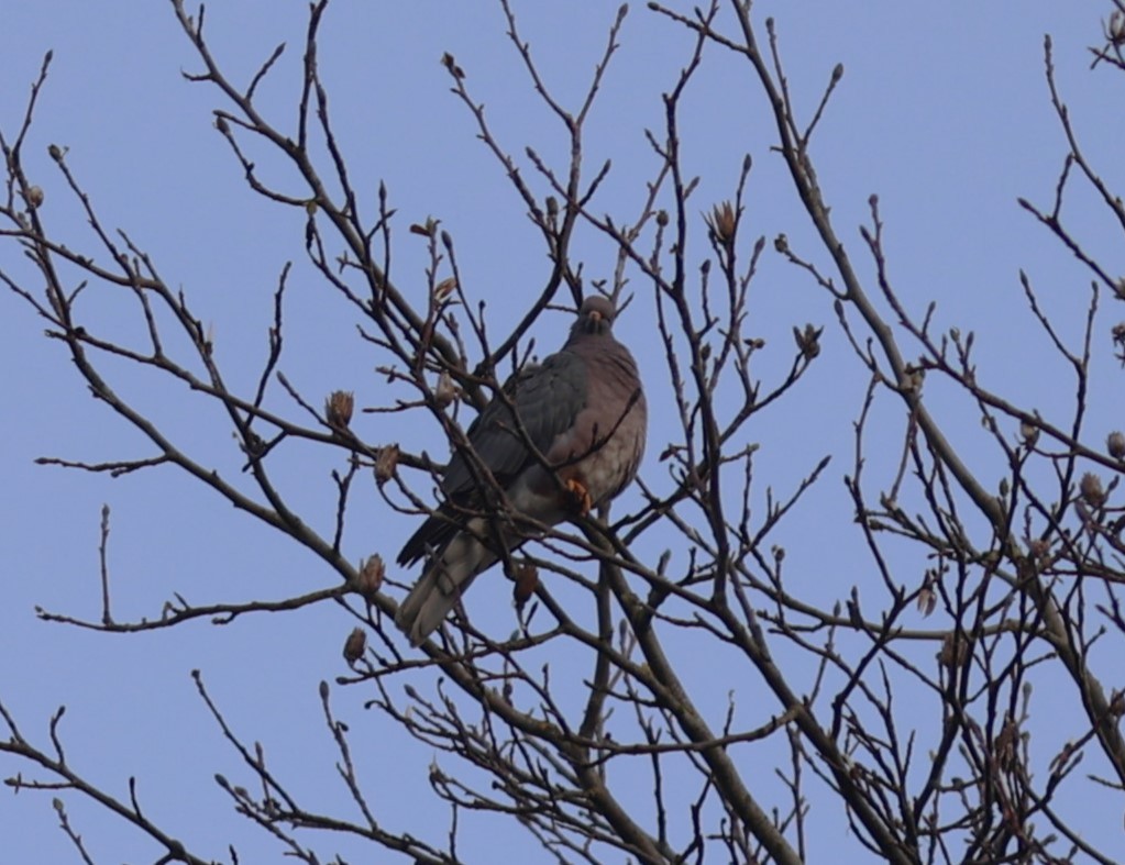 Band-tailed Pigeon - Will Wright