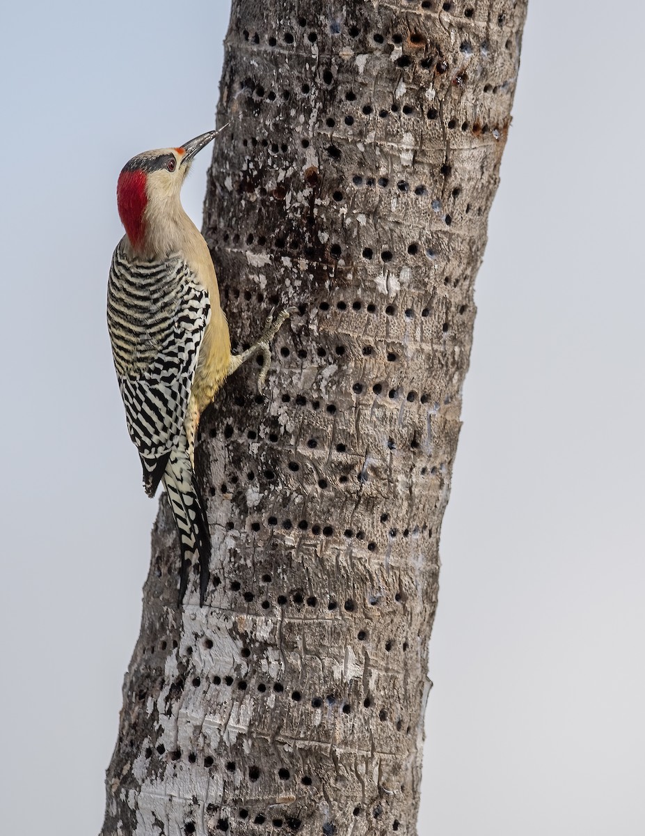 West Indian Woodpecker - ML615796736