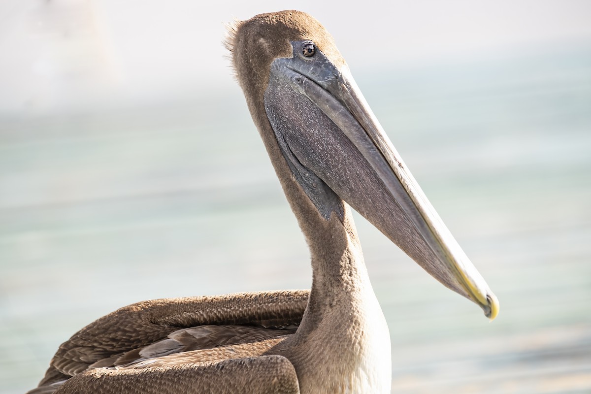 Brown Pelican - Ken Langelier