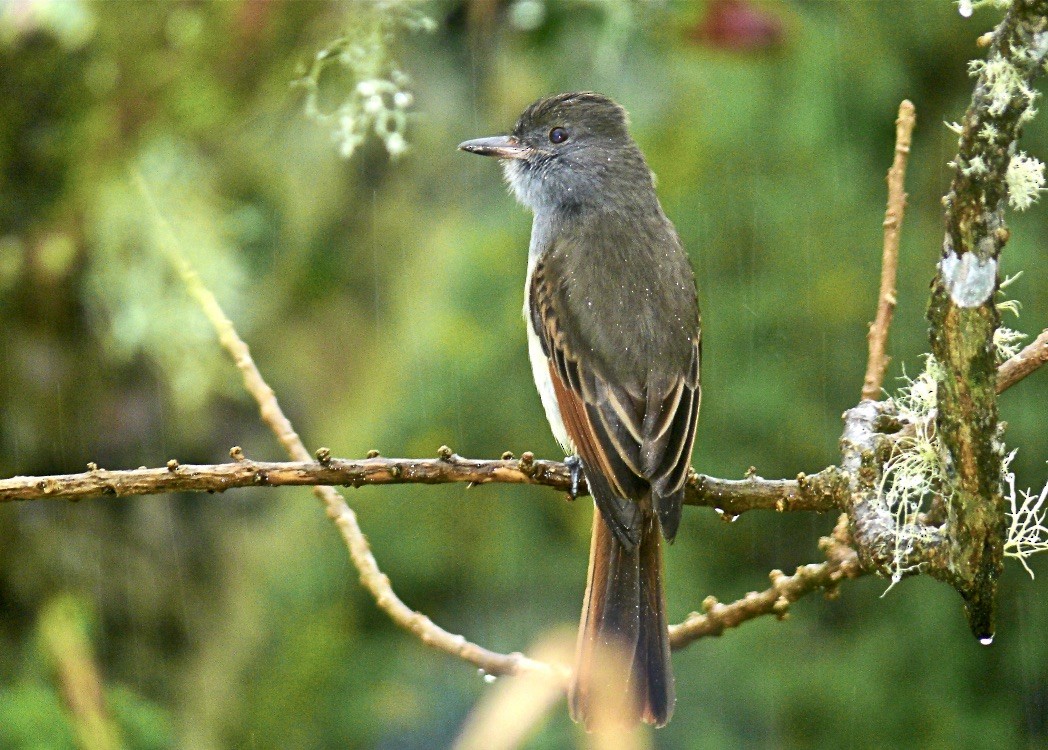 Rufous-tailed Flycatcher - ML615796852