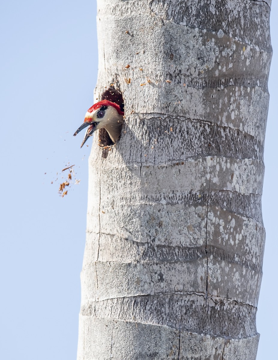 West Indian Woodpecker - ML615796893