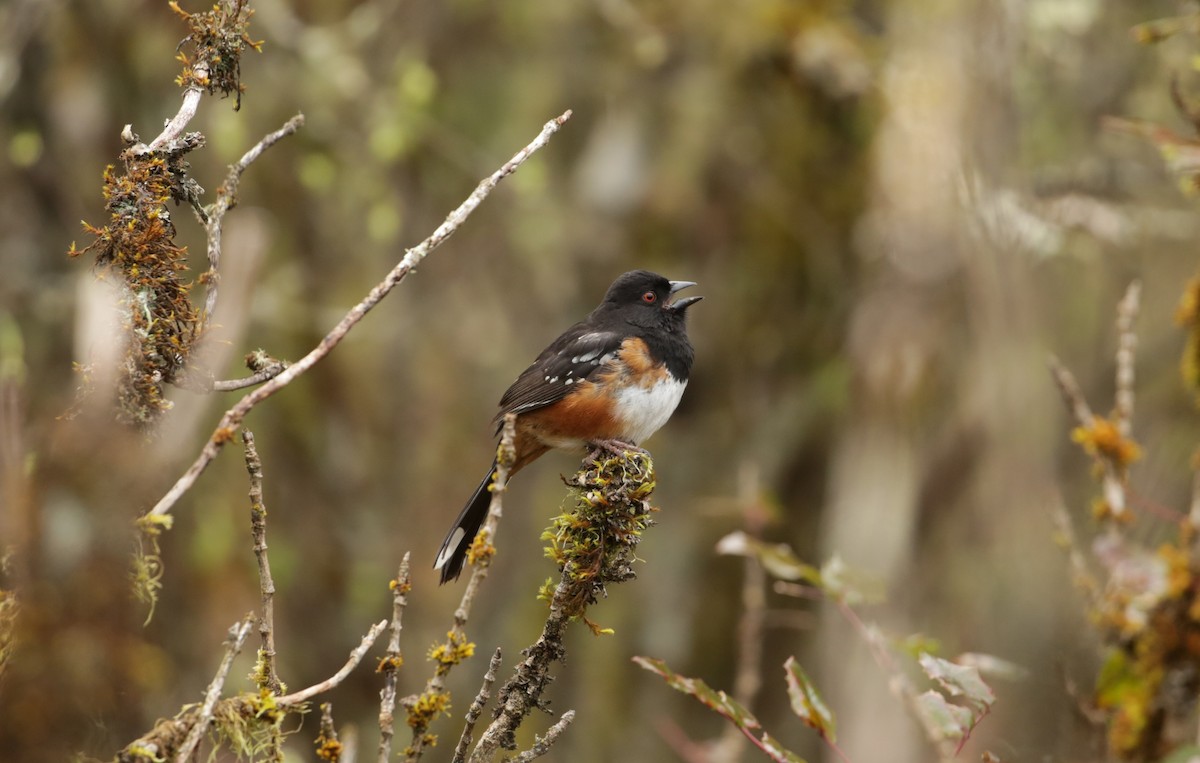 Spotted Towhee - ML615797167