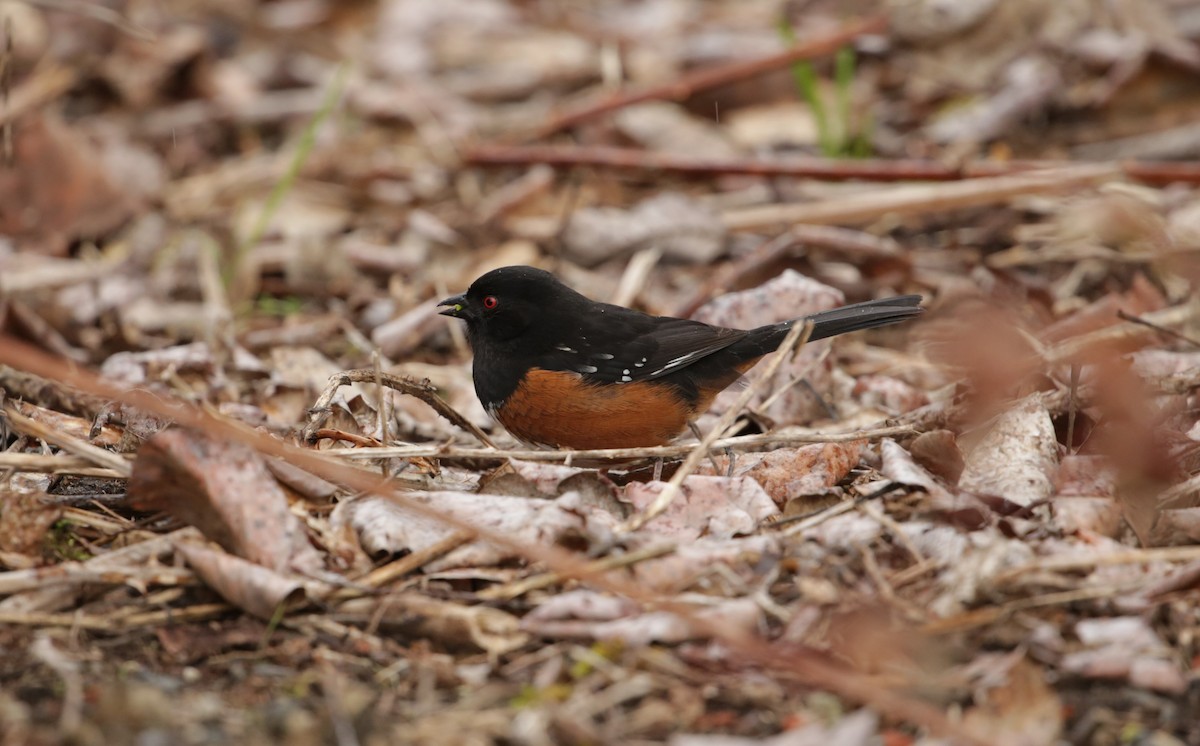 Spotted Towhee - ML615797168