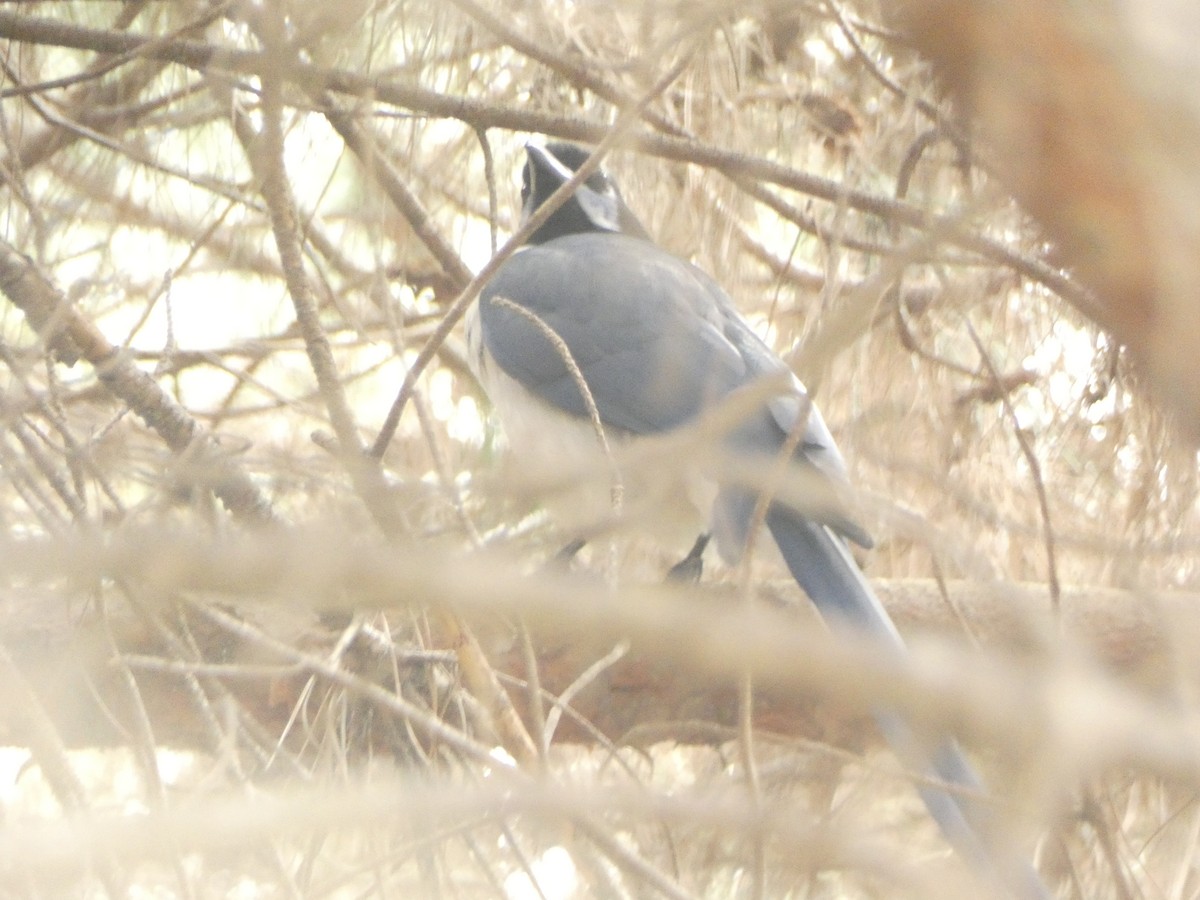 Black-throated Magpie-Jay - Kevin Hayes