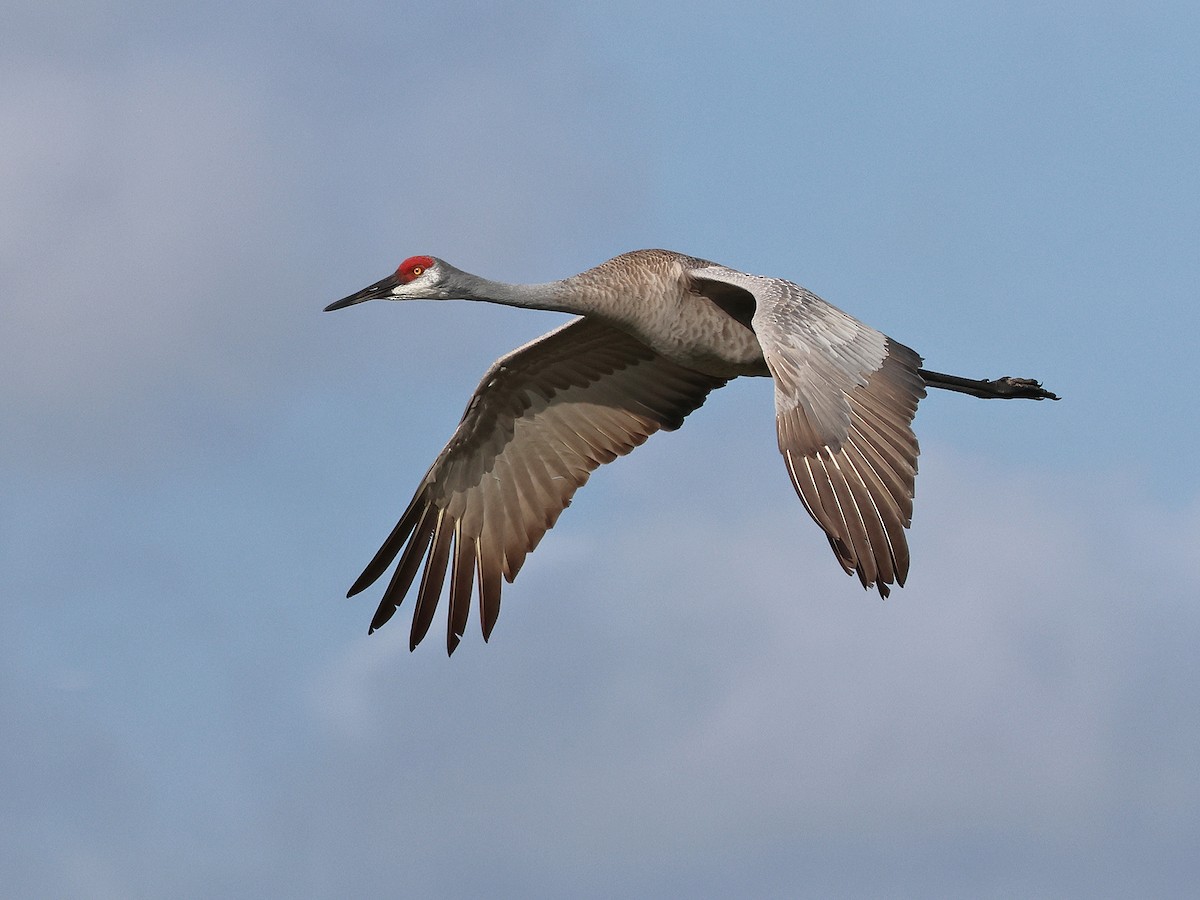 ML615797728 - Sandhill Crane - Macaulay Library