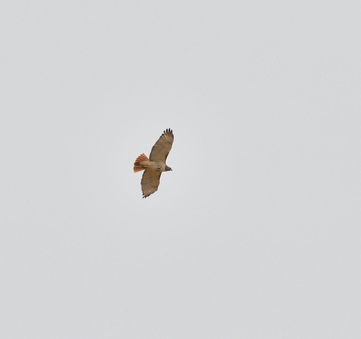 Red-tailed Hawk - Jaime Thomas