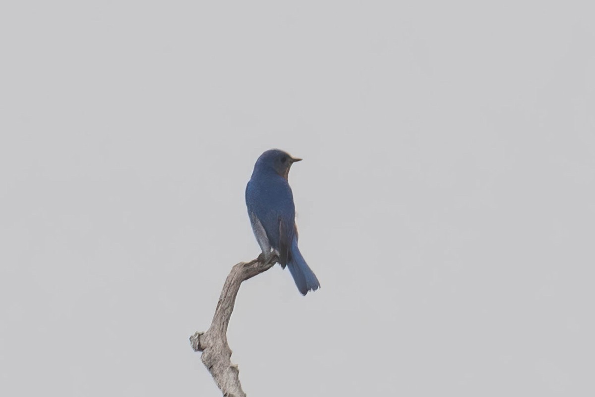 Eastern Bluebird - ML615797952