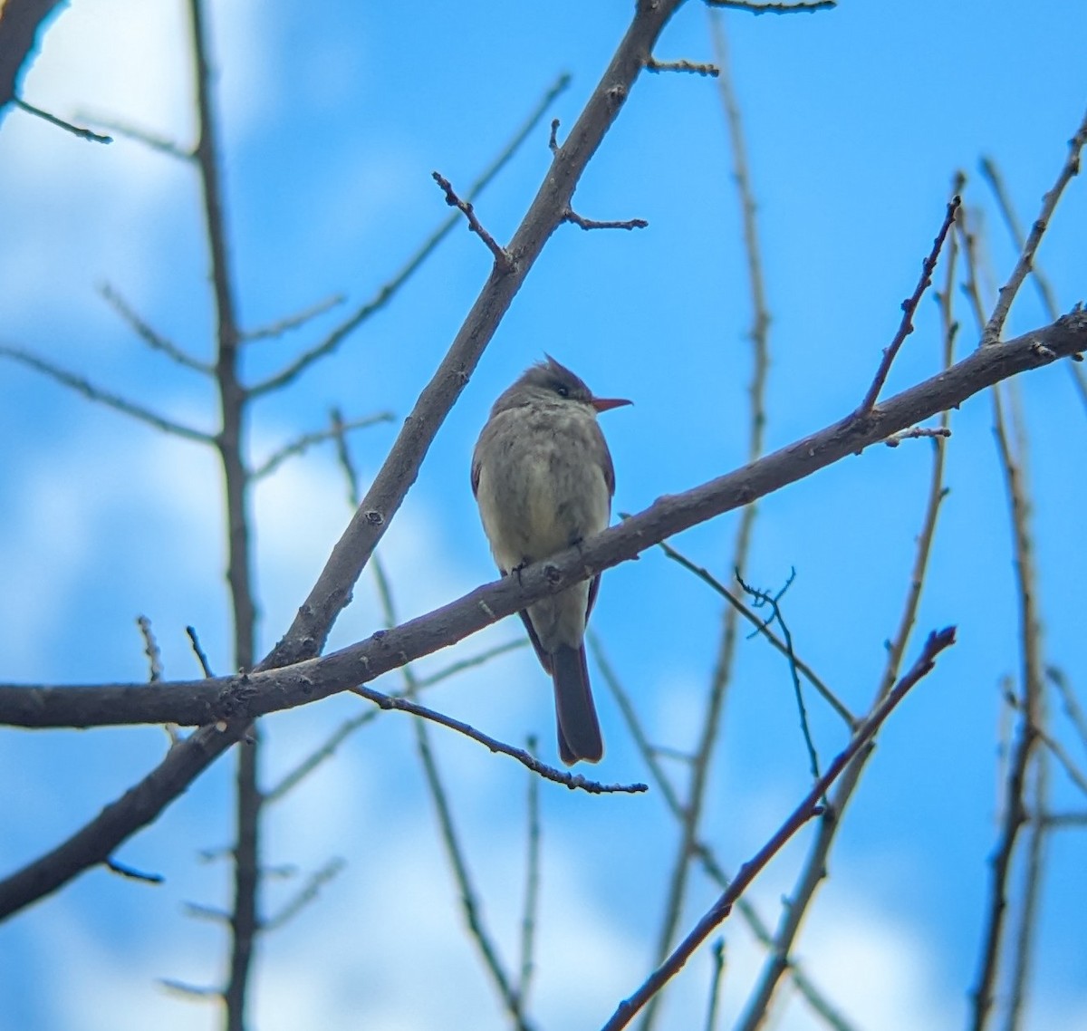 Greater Pewee - ML615798203