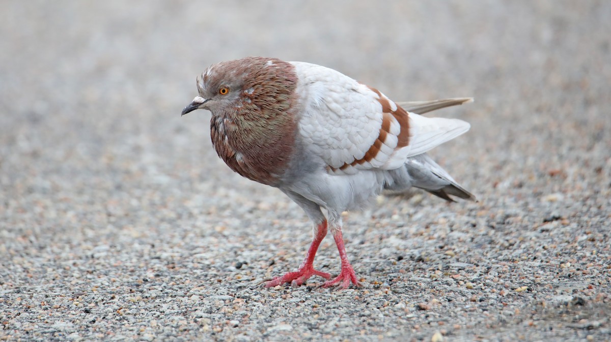 Rock Pigeon (Feral Pigeon) - ML615798298