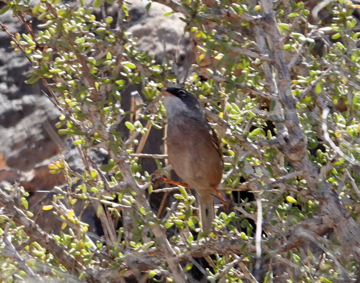 Spectacled Warbler - ML615798319