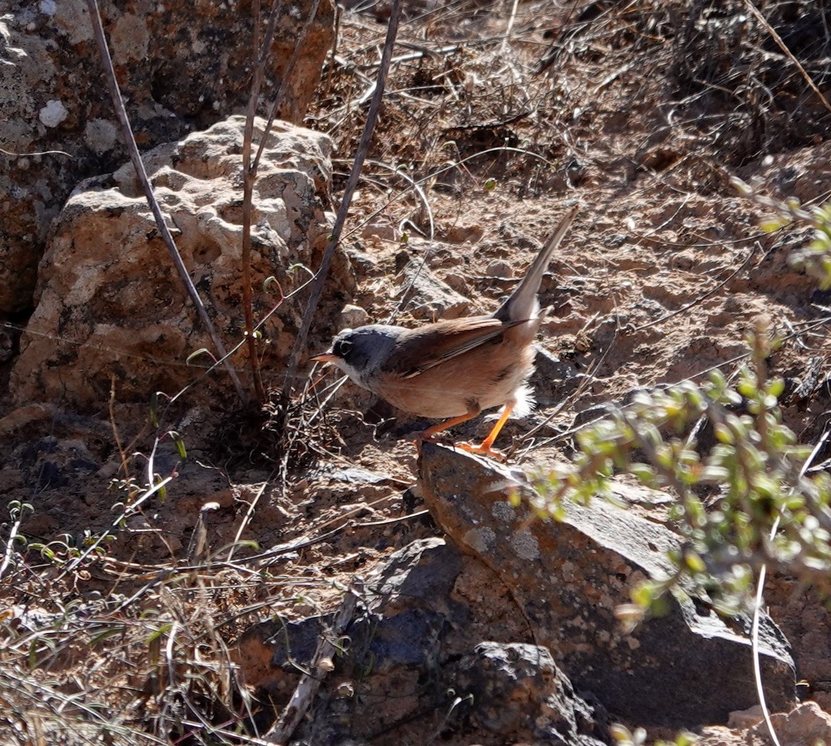 Spectacled Warbler - ML615798320