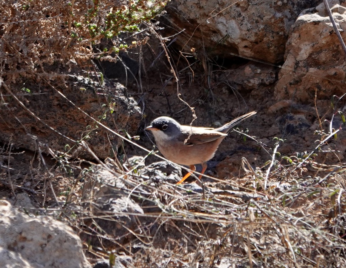 Spectacled Warbler - ML615798321