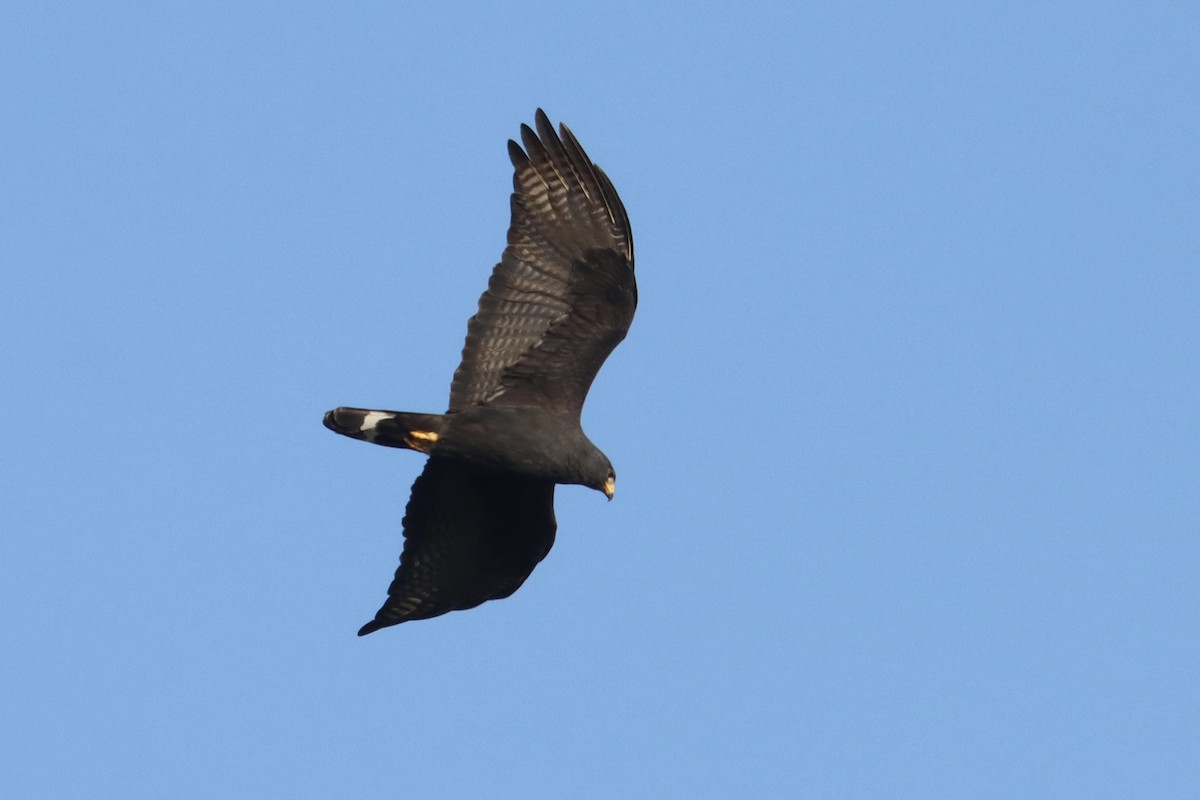 Zone-tailed Hawk - John van Dort