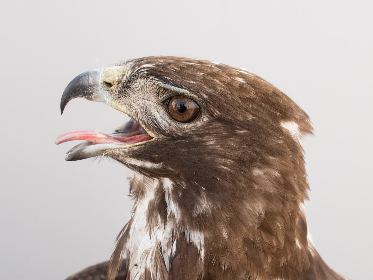 Red-tailed Hawk (Harlan's) - ML615798439