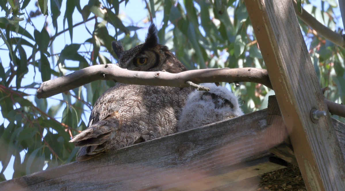 Great Horned Owl - ML615798802