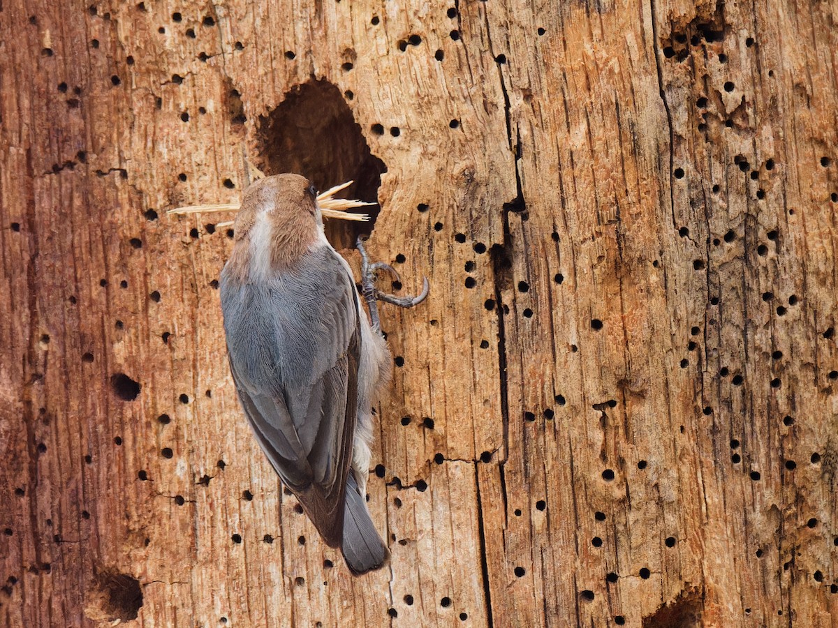 Brown-headed Nuthatch - ML615798908
