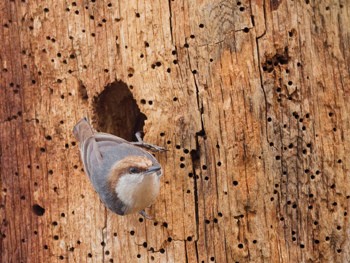 Brown-headed Nuthatch - ML615798921