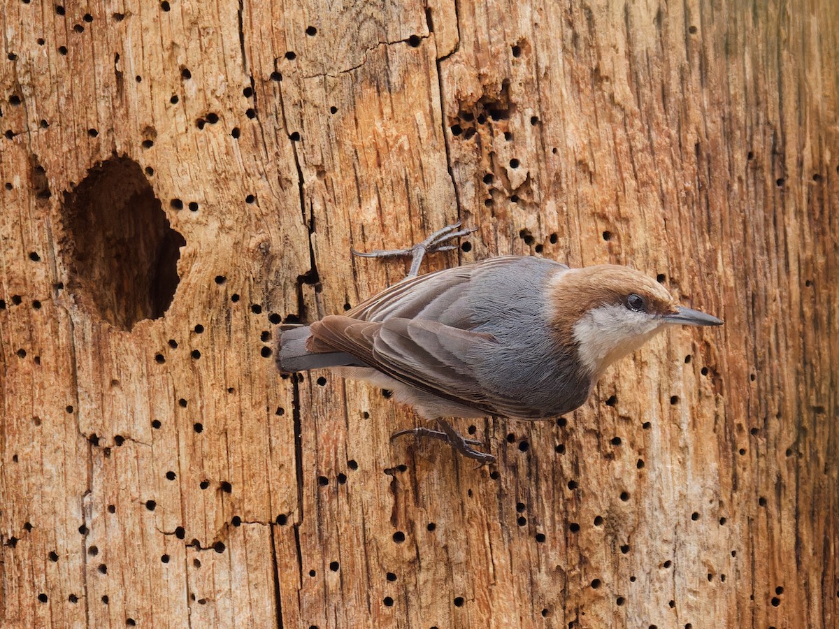 Brown-headed Nuthatch - ML615798926