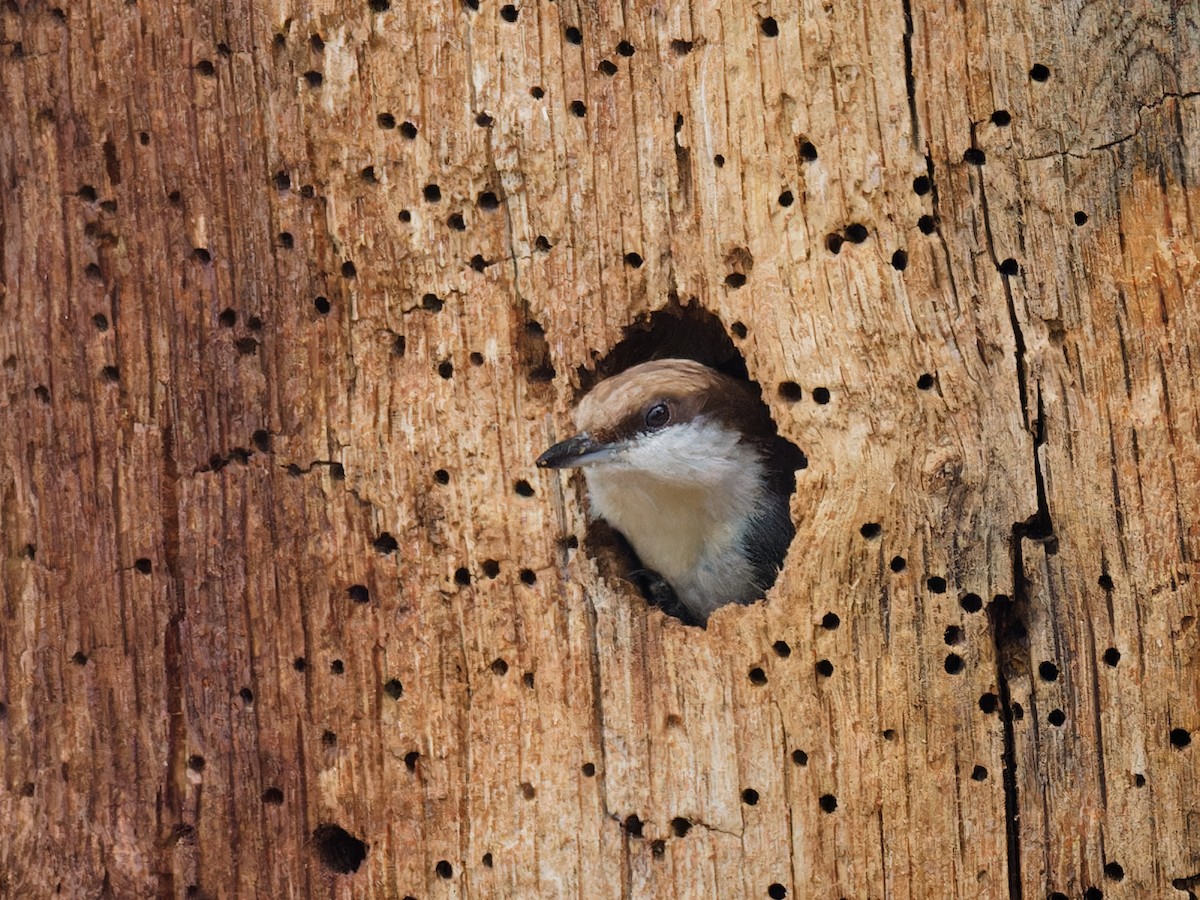 Brown-headed Nuthatch - ML615798932