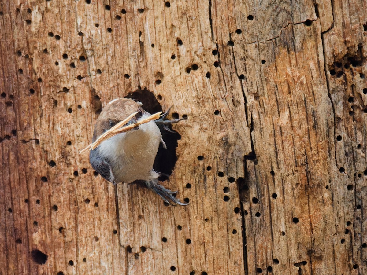 Brown-headed Nuthatch - ML615798937