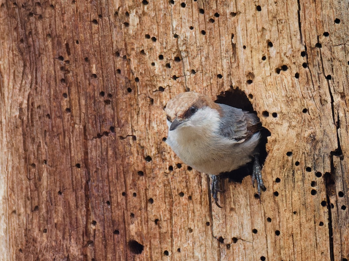 Brown-headed Nuthatch - ML615798943